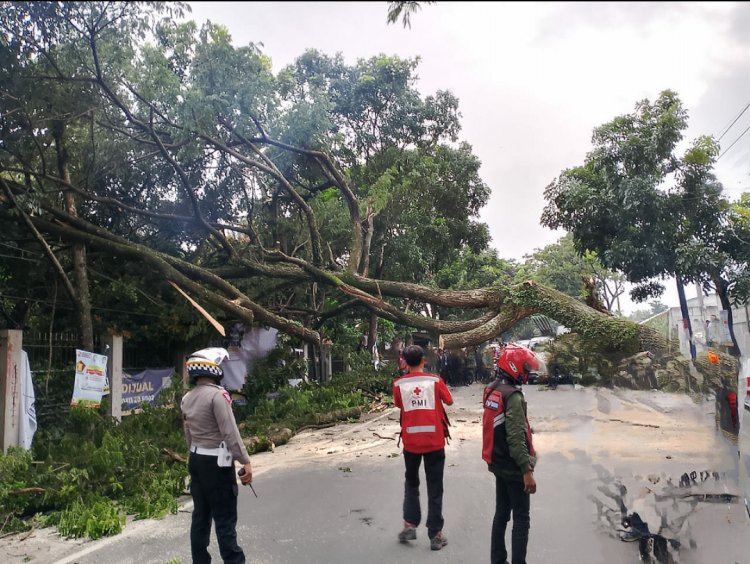 Pohon Tumbang Di Jl Raya Cianjur-Sukabumi, Ini Himbauan Kades Ciwalen Untuk Masyarakat Sekitar