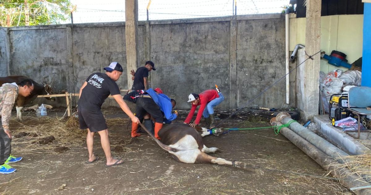 Idul Adha Perumda PDAM Kabupaten Sukabumi Salurkan 2 Sapi dan 23 Kambing Kurban, Wujud Kepedulian Perusahaan untuk Masyarakat