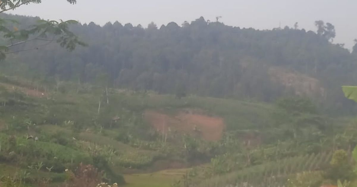 Penebangan Hutan Perhutani di Cienggang Tuai Polemik, Janji Reboisasi Lewat Tumpang Sari Belum Redakan Trauma Warga